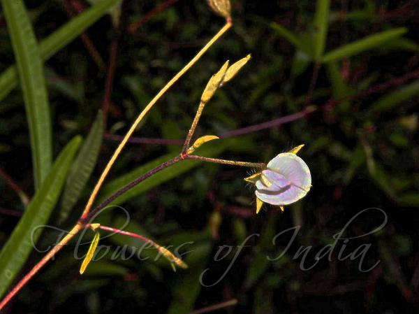 Tuberous Flemingia